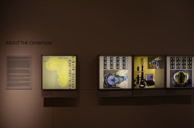 Wasp_exhibition__DSC3465